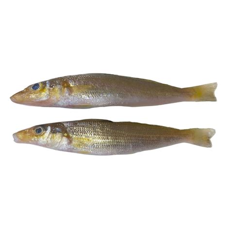 asohos fish|Asohos (500g) .